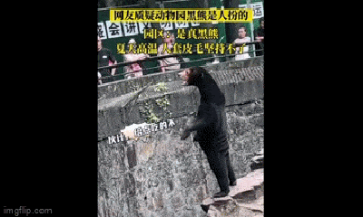 Bị nghi thuê người đóng giả gấu cho du khách xem, vườn thú Trung Quốc thẳng thắn đáp trả