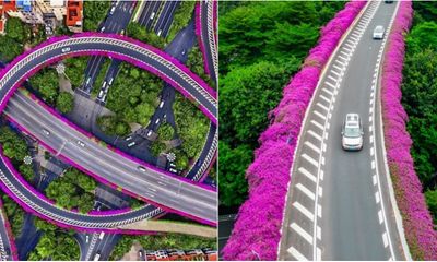 Ngắm nhìn giàn hoa giấy hồng rực nở rộ trên cầu vượt ở Quảng Châu