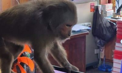 Phú Yên: Khỉ xuất hiện, liên tục 