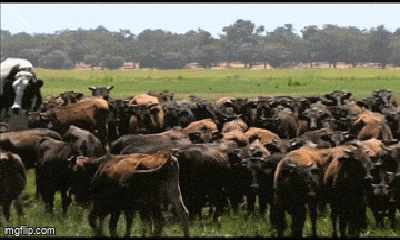 Chiêm ngưỡng chú bò khổng lồ cao 1m93, nặng 1,4 tấn, không thể làm thịt vì quá to