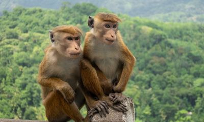 Sri Lanka xem xét xuất khẩu khỉ sang Trung Quốc