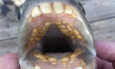 Thợ lặn hoảng hồn vì bắt được cá 'khủng' có bộ răng y hệt của con người