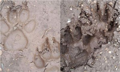 Sơn La: Người dân phát hiện 2 cá thể nghi là hổ rừng