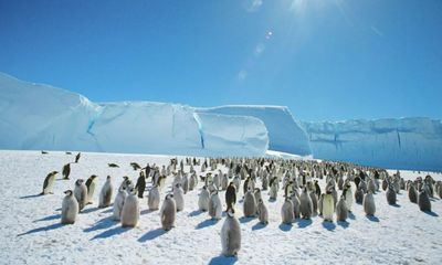 Chim cánh cụt ở Nam Cực đứng trước nguy cơ tuyệt chủng do cúm gia cầm