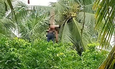 Vĩnh Long: Gặp nạn khi đang cưa dừa, thi thể người đàn ông treo lơ lửng trên cây