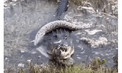 Clip: Trăn khổng lồ bị cá sấu nuốt chửng sau trận tử chiến