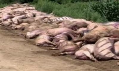 Mất điện đột ngột vào nửa đêm, gần 500 con lợn lăn đùng ra chết