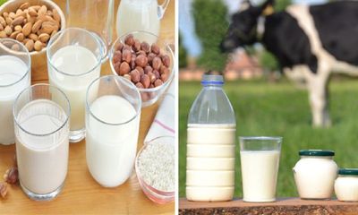 Có nên thay thế hoàn toàn sữa bò bằng sữa hạt không? Vì sao?
