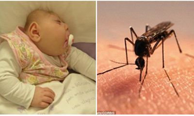 Campuchia phát hiện ca mắc virus Zika sau 7 năm