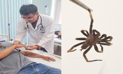 Người đàn ông nhập viện cấp cứu sau khi bị nhện độc cắn