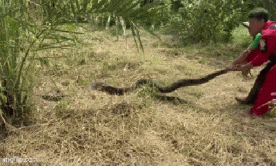 Video: Con trăn khổng lồ dài gần 5 m được phát hiện trong vườn nhà