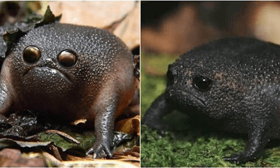 Loài ếch được mệnh danh kỳ lạ nhất thế giới chỉ vì điểm lạ trên khuôn mặt
