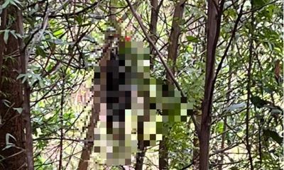 Quảng Ninh: Phát hiện một người đàn ông tử vong trong tư thế treo cổ ở rừng keo