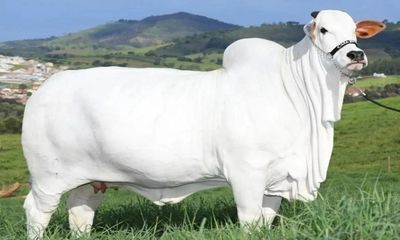 Cộng đồng mạng - Con bò trắng khổng lồ có giá hơn 100 tỷ đồng, nhiều người giành nhau sở hữu vì điều này