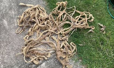 Tin tức đời sống ngày 10/5: Hoảng hồn tìm thấy 50 tấm da rắn trên tầng gác mái