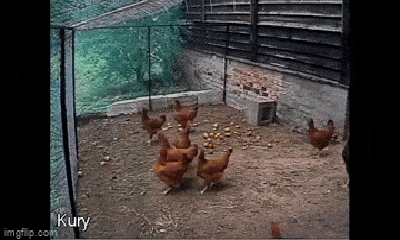Video: Lẻn vào vườn nhà trộm gà, cáo già gian ác bị 