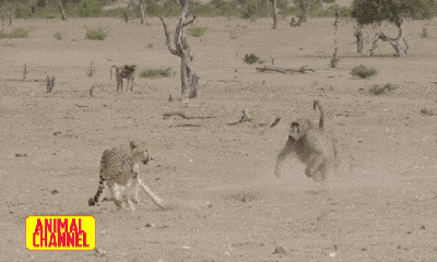 Video: Cả gan vào lãnh địa của khỉ đầu chó, báo đốm phải bỏ chạy thục mạng