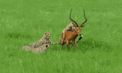 Video: Cả đàn báo săn châu Phi tập trung đánh úp linh dương và cái kết ngỡ ngàng
