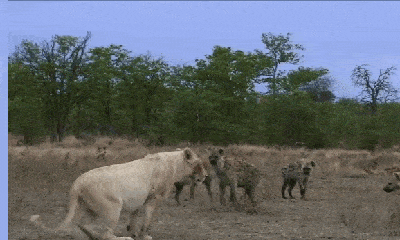 Video: Đang bị vây đánh, sư tử có động thái bất ngờ khiến đàn linh cẩu khiếp vía