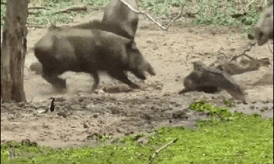Video: Lợn rừng trưởng thành lao đến liều chết với 