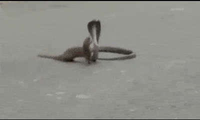 Video: Trận chiến nảy lửa giữa cầy mangut và rắn hổ mang kịch độ