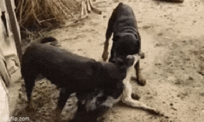 Video: Chó Desi bị 2 con chó Rottweiler tấn công dữ dội, lôi xềnh xệch