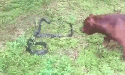 Video: Bị chó Pitbull cắn vào đuôi, rắn hổ mang cực độc tung đòn đáp trả