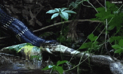 Video: Cận cảnh rắn hổ mang chúa vặn nát hổ mang Ấn Độ