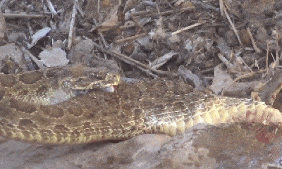 Video: Hãi hùng cảnh rắn đuôi chuông cắn ngập hai răng nanh và tự tiêm nọc vào cơ thể mình