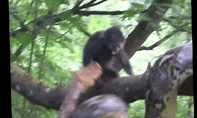 Video: Trăn gấm tung đòn chớp nhoáng, hạ gục khỉ con tròn nháy mắt