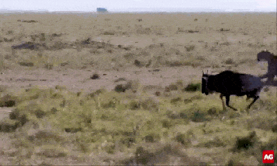 Video: Cả gan phục kích linh dương đầu bò, báo săn nhận cái kết bẽ bàng