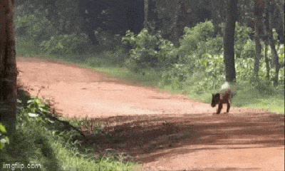 Video: Bị phục kích bất ngờ, chó rừng phản công khiến báo hoa mai không kịp trở tay