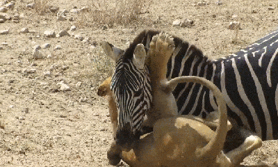 Video: Hung hăng tấn công ngựa vằn, sư tử nhận cái kết đắng