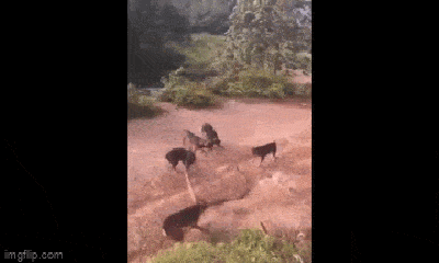 Video: Cả gan tử chiến 5 chó nhà, rắn hổ mang nhận kết đắng