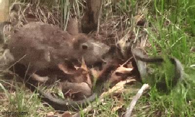 Video: Thỏ mẹ điên cuồng tấn công rắn để giải cứu con non