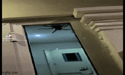Video: Thanh niên hoảng hồn phát hiện con vật đáng sợ đang bò trên cửa