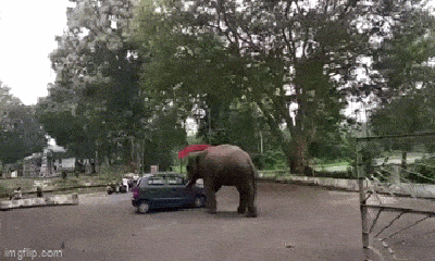 Video: Khoảnh khắc voi khi đẩy cả chiếc ô tô khiến nhiều người 