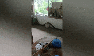 Video: Kinh hoàng khoảnh khắc rắn hổ mang chúa dài 4m trong nhà bếp