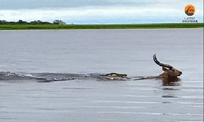 Video: Gay cấn cảnh tượng linh dương bị cá sấu rượt đuổi trên sông