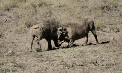 Video: Cuộc chiến đẫm máu giữa 2 con lợn rừng