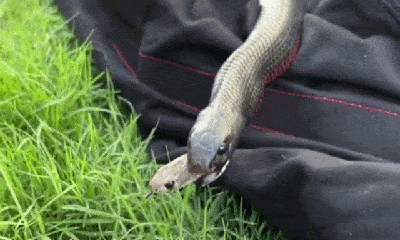 Video: Rợn người cảnh rắn nâu độc nhô đầu ra từ miệng con rắn khác