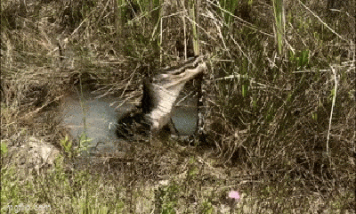 Video: Cá sấu dùng bộ hàm to khỏe ngoạm chặt con trăn Miến Điện