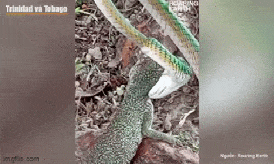 Video: Thằn lằn và rắn xanh choảng nhau giữa rừng