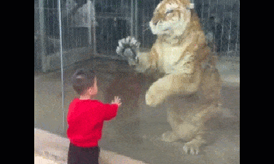 Video: Ngộ nghĩnh khoảnh khắc bé trai đập tay với hổ 