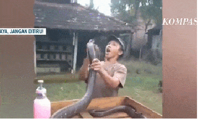 Video: Rùng mình khoảnh khắc người đàn ông liều mạng đùa giỡn với rắn hổ mang
