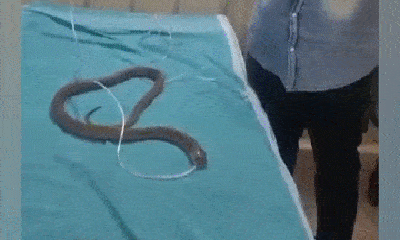 Lạ lùng chuyện rắn hổ mang được đưa tới bệnh viện thở oxy