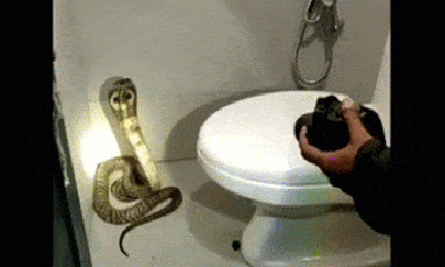 Video-Hot - Video: Người phụ nữ hoảng hồn phát hiện rắn hổ mang trong nhà tắm