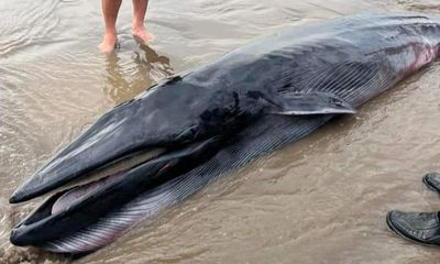 Cá Ông khoảng 300kg dạt vào bờ biển ở Trà Vinh