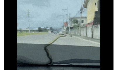 Video: Bé na ngoe nguẩy trên kính chắn gió khiến tài xế hoảng loạn la hét