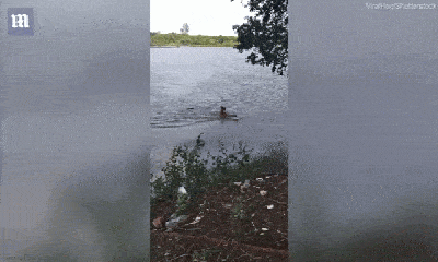 Video: Xuống hồ bất chấp cảnh báo, người đàn ông “chạm mặt” cá sấu, thoát chết trong gang tấc